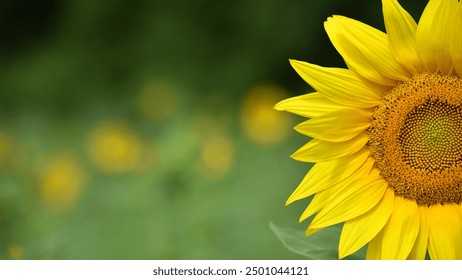 sunflower. Yellow sunflowers, good harvest, bright sunny flower. farming, vegetable garden, field, growing seeds for oil. health benefits, Sunflower oil improves skin health, promote cell regeneration - Powered by Shutterstock