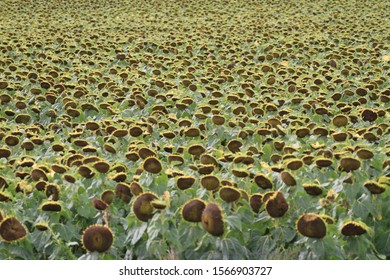 Sunflower-field in North Dakota, USA