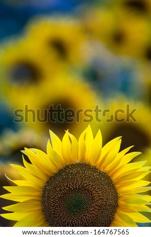 Similar – sunflower field