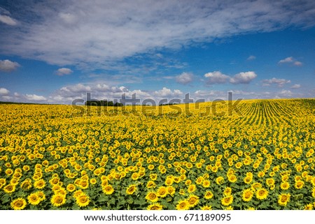 Similar – Image, Stock Photo Sunflower field IV Clouds