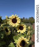 Sunflowers in Adelaide Botanic Garden. Clear skies on a beautiful day.