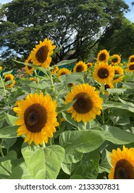 Sunflowers Along University Avenue Of UP Diliman, Philippines