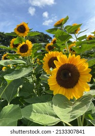 Sunflowers Along University Avenue Of UP Diliman, Philippines