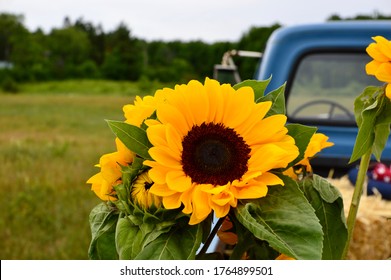 Sunflowers In The Back Of An Old Farm Truck