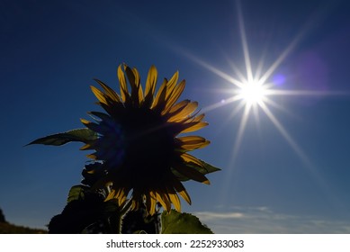 SUNFLOWERS - Beautiful blooming plants against the background of the sun rays - Shutterstock ID 2252933083