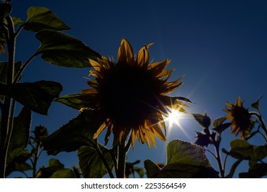 SUNFLOWERS - Beautiful blooming plants against the background of the sun rays
 - Shutterstock ID 2253564549