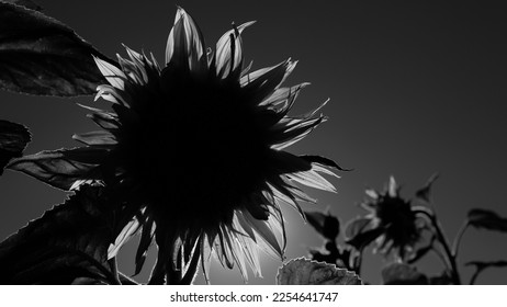 SUNFLOWERS - Beautiful blooming plants against the background of the sun rays - Shutterstock ID 2254641747