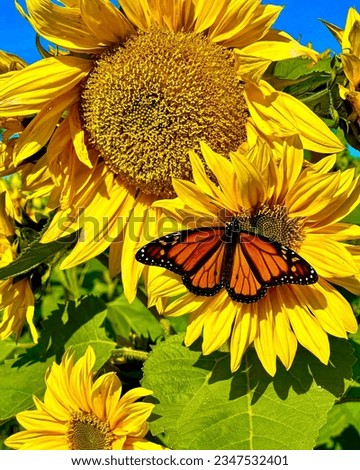Sunflowers and Bees and Butterflies , a match made in nature💛