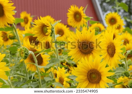 Sunflowers in bloom in front of a red barn