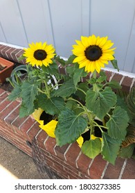 Sunflowers In Bloom In Hampton, Va.