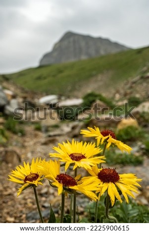 Sunflowers Bloom On A Rainy Summer Day In Glacier National Park