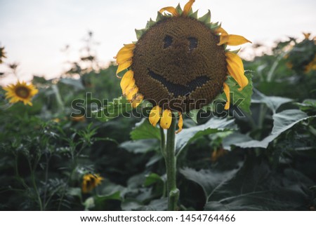 Sunflowers bloom on a sunny day in a large meadow surrounded by forests in the countryside near Poolesville, Maryland.
