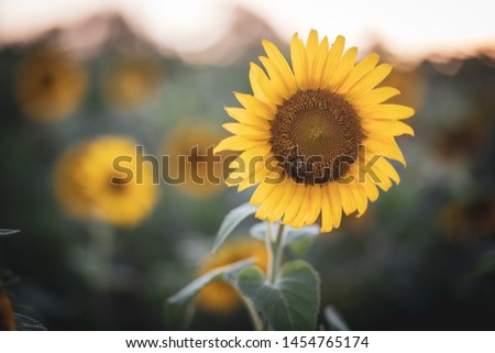 Sunflowers bloom on a sunny day in a large meadow surrounded by forests in the countryside near Poolesville, Maryland.