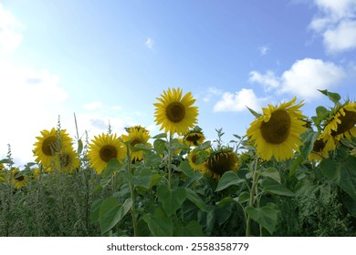 Sunflowers bloom vibrantly in a lush green field, reaching toward the bright blue sky. Fluffy clouds drift overhead on a warm summer day, creating a serene natural backdrop. - Powered by Shutterstock