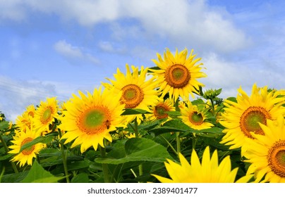 Sunflowers bloomed in farm field with sky background desktop wallpaper