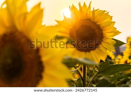 Sunflowers blooming in the fields in spring