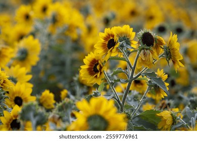 Sunflowers blooming vibrantly in the warm sun on a clear day in a rural field - Powered by Shutterstock