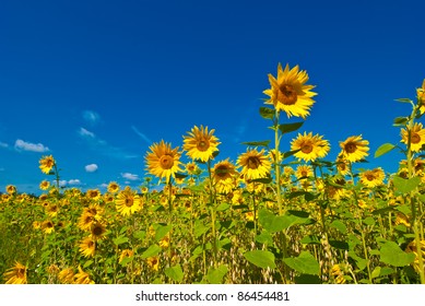 Sunflowers and the blue sky
