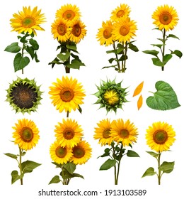 Sunflowers collection with flower head, bud, leaf, petal, bouquet, stage of evolution and bloom isolated on white background