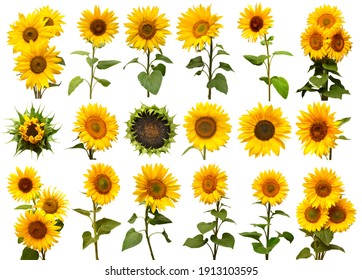 Sunflowers collection with flower head, bud, leaf, petal, bouquet, stage of evolution and bloom isolated on white background