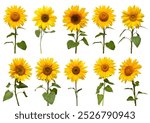 Sunflowers collection isolated on white background. Sun symbol. Flowers yellow, agriculture. Seeds and oil. Flat lay, top view