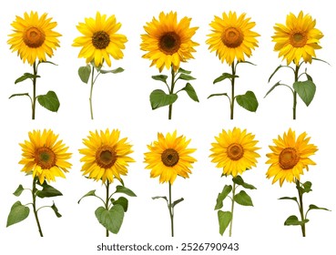 Sunflowers collection isolated on white background. Sun symbol. Flowers yellow, agriculture. Seeds and oil. Flat lay, top view