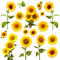 Sunflowers Collection On The White Background
