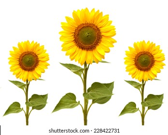 47,050 Sunflower stems Images, Stock Photos & Vectors | Shutterstock