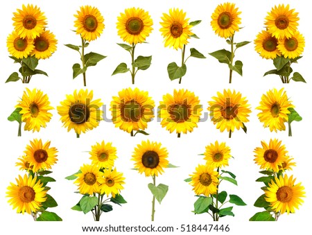 Sunflowers collection on the white background. Yellow flower. Seeds oil. Flat lay, top view. Bio. Eco
