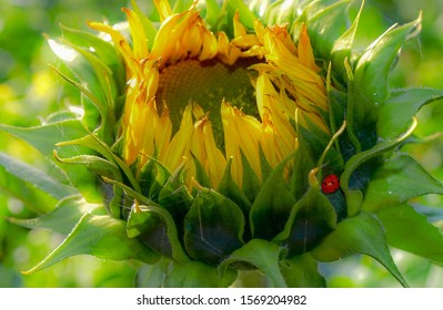 Sunflowers With Dewdrops In The Morning Light With Overnight Guest , A Small Ladybug