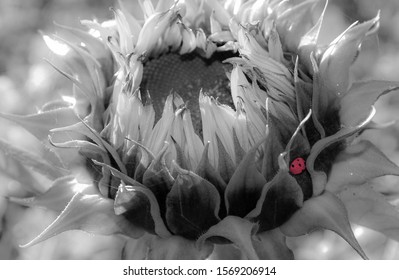 Sunflowers With Dewdrops In The Morning Light With Overnight Guest , A Small Ladybug In Black And White 