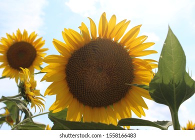 Sunflowers At Dorothea Dix In Raleigh