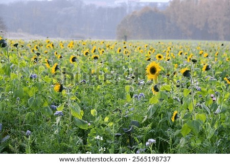 Sunflowers in the evening light