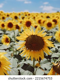 Sunflowers Facing The Sun In Anatolia