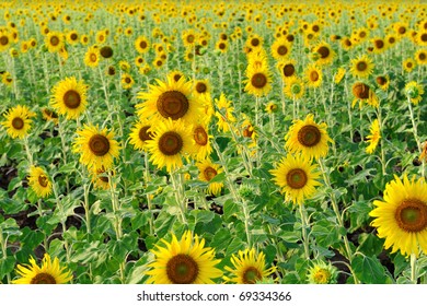 Sunflowers field