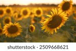 Sunflowers in a field of agriculture at sunset. Sunflower landscape flower concept. Field of sunflowers and flowers. Aerial view of fields of sunflowers and flowers lifestyle in agriculture at sunset.