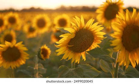 Sunflowers in a field of agriculture at sunset. Sunflower landscape flower concept. Field of sunflowers and flowers. Aerial view of fields of sunflowers and flowers in agriculture lifestyle at sunset.