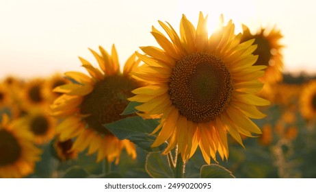 Sunflowers in a field of agriculture at sunset. Sunflower landscape flower concept. Field of sunflowers and flowers. Aerial lifestyle view of fields of sunflowers and flowers in agriculture at sunset. - Powered by Shutterstock