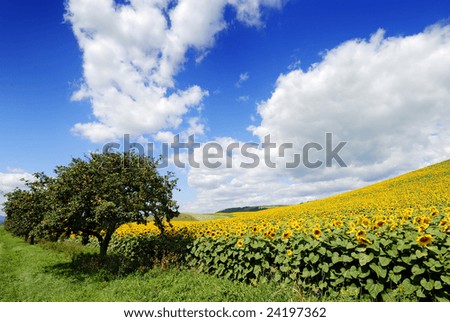 Similar – Image, Stock Photo Sunflower field IV Clouds