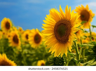 Sunflowers in a field close-up, agriculture, harvest, bright, beautiful, summer, spring, nature, village, Ukraine, yellow