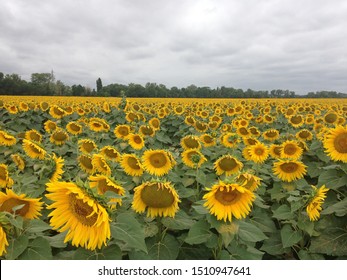 

Sunflowers Field. Flower Representing Oshun In The Cuban Religion