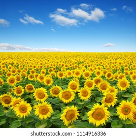 sunflowers field on sky background