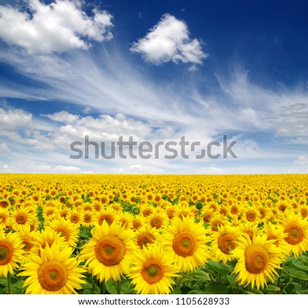 Similar – Field of sunflowers with a stormy cloudy sky in the background