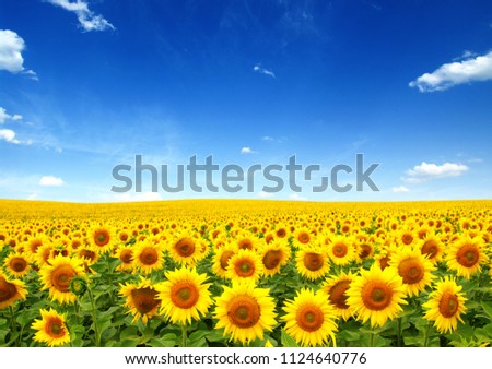 Similar – Field of sunflowers with a stormy cloudy sky in the background