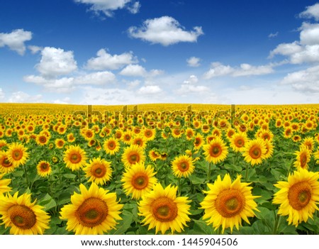 Similar – Field of sunflowers with a stormy cloudy sky in the background