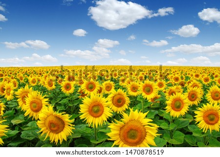 Similar – Field of sunflowers with a stormy cloudy sky in the background