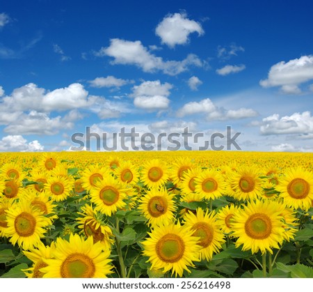 Similar – Field of sunflowers with a stormy cloudy sky in the background