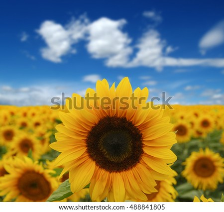 Similar – Field of sunflowers with a stormy cloudy sky in the background