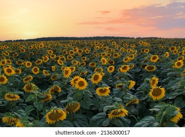 Sunflowers field on sunset. Harvesting Sunflower Seeds in agriculture. Out of focus, possible granularity, motion blur. 
