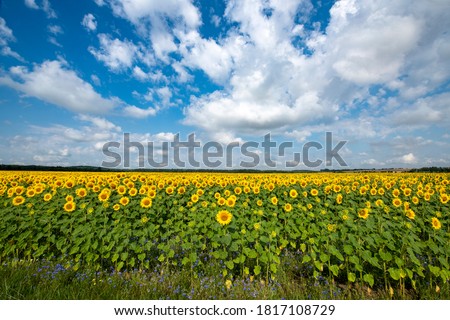 Similar – Image, Stock Photo Sunflower field IV Clouds